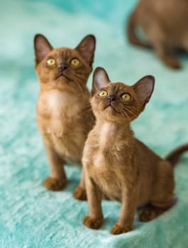 Young domestic kittens of Burmese breed, brown, in a city apartment building. Natural habitat. A happy pet.