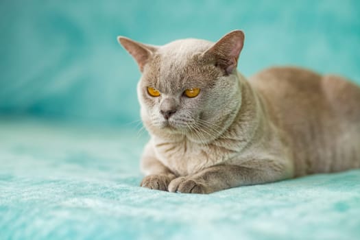 A domestic male Burmese cat, gray with yellow eyes, in a city apartment building. Natural habitat. A happy pet.