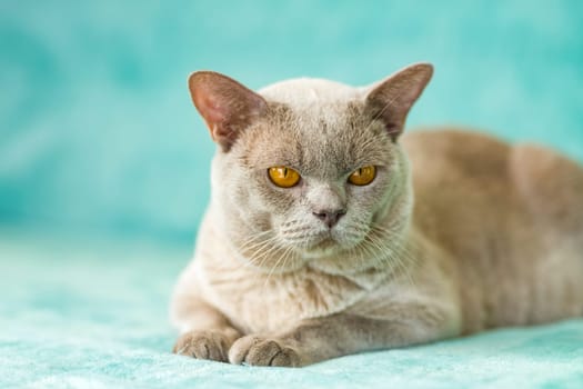 A domestic male Burmese cat, gray with yellow eyes, in a city apartment building. Natural habitat. A happy pet.