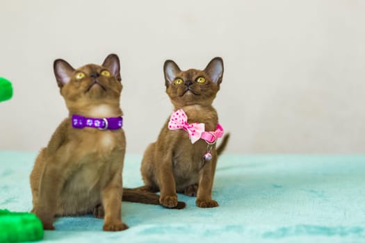 Young domestic kittens of Burmese breed, brown, play with a toy on a stand in a city apartment building. Natural habitat. A happy pet.