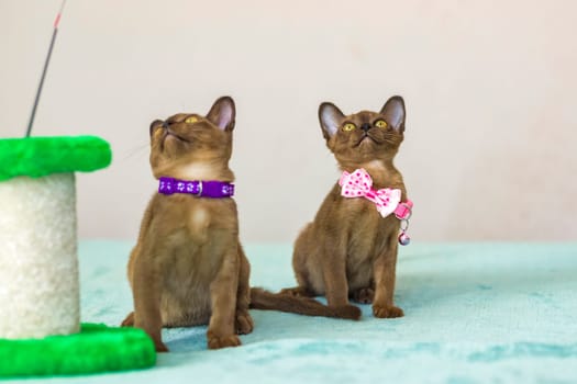 Young domestic kittens of Burmese breed, brown, play with a toy on a stand in a city apartment building. Natural habitat. A happy pet.