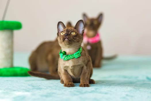 Young domestic kittens of Burmese breed, brown, play with a toy on a stand in a city apartment building. Natural habitat. A happy pet.