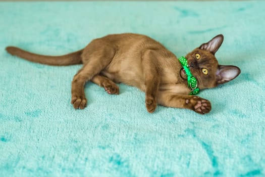 Young domestic kittens of Burmese breed, brown, in a city apartment building. Natural habitat. A happy pet.