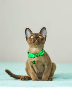 Young domestic kittens of Burmese breed, brown, in a city apartment building. Natural habitat. A happy pet.