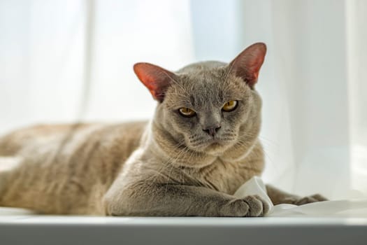 A domestic male Burmese cat, gray with yellow eyes, in a city apartment building. It effectively lies on the windowsill. Natural habitat. A happy pet.