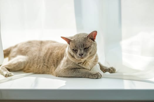 A domestic male Burmese cat, gray with yellow eyes, in a city apartment building. It effectively lies on the windowsill. Natural habitat. A happy pet.