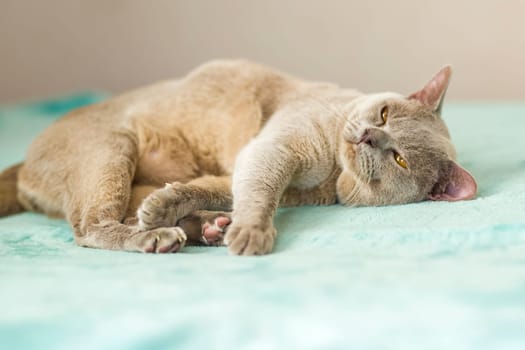 A domestic male Burmese cat, gray with yellow eyes, in a city apartment building. Natural habitat. A happy pet.