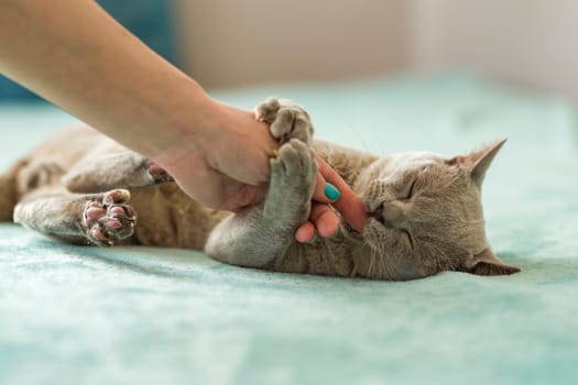 A domestic male Burmese cat, gray with yellow eyes, in a city apartment building. Likes to play with a human hand. Natural habitat. A happy pet.