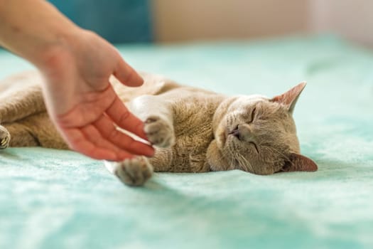 A domestic male Burmese cat, gray with yellow eyes, in a city apartment building. Likes to play with a human hand. Natural habitat. A happy pet.