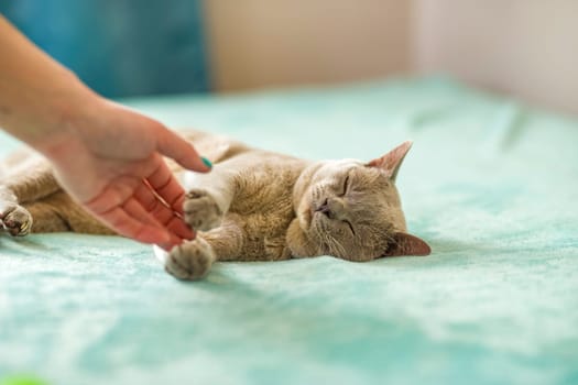 A domestic male Burmese cat, gray with yellow eyes, in a city apartment building. Likes to play with a human hand. Natural habitat. A happy pet.