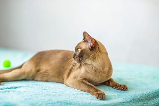 A domestic cat of Burmese breed, brown with yellow eyes, in a city apartment building. Likes to lie on the couch. Portrait of an animal. Natural habitat. A happy pet.