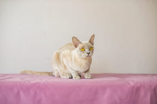 A domestic cat of the Burmese breed, the color of champagne with yellow eyes, in a city apartment building. Likes to lie on the couch. Portrait of an animal. Natural habitat. A happy pet.