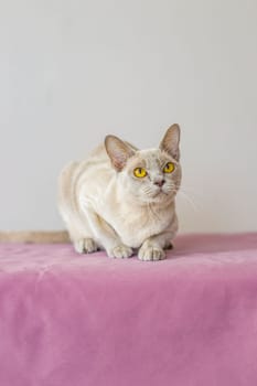 A domestic cat of the Burmese breed, the color of champagne with yellow eyes, in a city apartment building. Likes to lie on the couch. Portrait of an animal. Natural habitat. A happy pet.