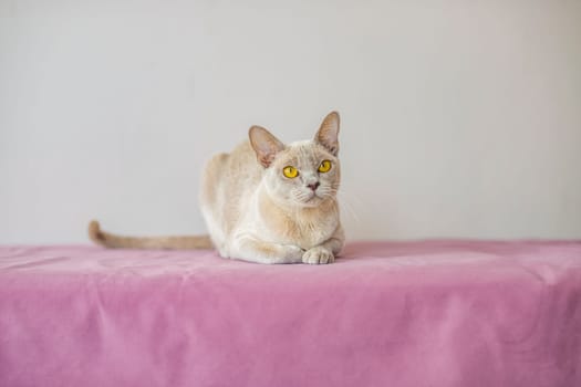 A domestic cat of the Burmese breed, the color of champagne with yellow eyes, in a city apartment building. Likes to lie on the couch. Portrait of an animal. Natural habitat. A happy pet.