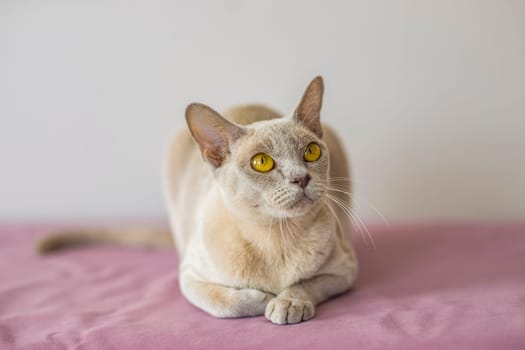 A domestic cat of the Burmese breed, the color of champagne with yellow eyes, in a city apartment building. Likes to lie on the couch. Portrait of an animal. Natural habitat. A happy pet.