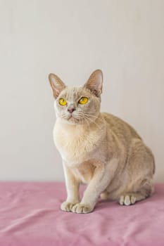 A domestic cat of the Burmese breed, the color of champagne with yellow eyes, in a city apartment building. Likes to lie on the couch. Portrait of an animal. Natural habitat. A happy pet.