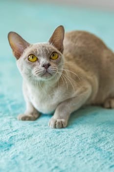 A domestic cat of Burmese breed, playful and active, in a city apartment building. Loves toys and bows. The eyes of a happy pet playing and wanting to attack. Portrait of an animal. A happy pet.