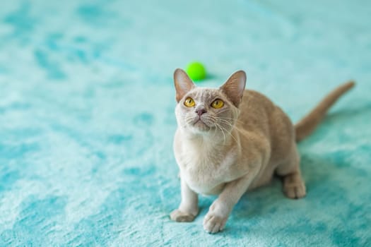 A domestic cat of Burmese breed, playful and active, in a city apartment building. Loves toys and bows. The eyes of a happy pet playing and wanting to attack. Portrait of an animal. A happy pet.