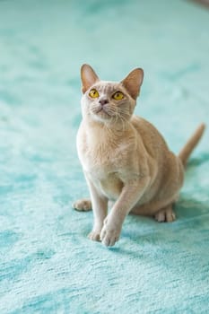 A domestic cat of Burmese breed, playful and active, in a city apartment building. Loves toys and bows. The eyes of a happy pet playing and wanting to attack. Portrait of an animal. A happy pet.