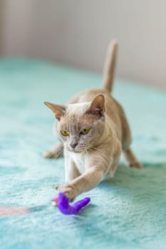 A domestic cat of Burmese breed, playful and active, in a city apartment building. Loves toys and bows. The eyes of a happy pet playing and wanting to attack. Portrait of an animal. A happy pet.