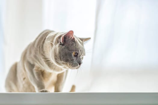 A domestic male Burmese cat, gray with yellow eyes, in a city apartment building. It effectively lies on the windowsill. Natural habitat. A happy pet.