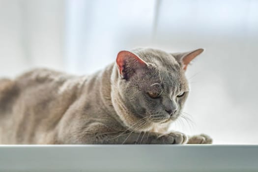 A domestic male Burmese cat, gray with yellow eyes, in a city apartment building. It effectively lies on the windowsill. Natural habitat. A happy pet.