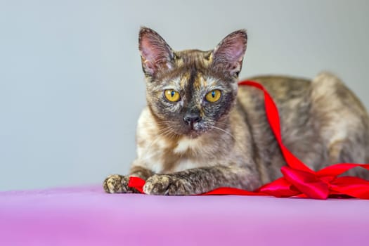 A domestic cat of Burmese breed, playful and active, in a city apartment building. Loves toys and bows. The eyes of a happy pet playing and wanting to attack. Portrait of an animal. A happy pet.