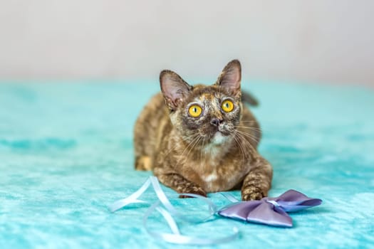 A domestic cat of Burmese breed, playful and active, in a city apartment building. Loves toys and bows. The eyes of a happy pet playing and wanting to attack. Portrait of an animal. A happy pet.