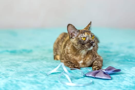 A domestic cat of Burmese breed, playful and active, in a city apartment building. Loves toys and bows. The eyes of a happy pet playing and wanting to attack. Portrait of an animal. A happy pet.