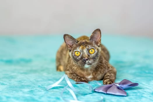 A domestic cat of Burmese breed, playful and active, in a city apartment building. Loves toys and bows. The eyes of a happy pet playing and wanting to attack. Portrait of an animal. A happy pet.