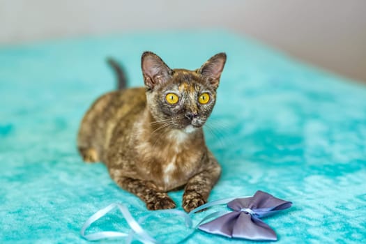 A domestic cat of Burmese breed, playful and active, in a city apartment building. Loves toys and bows. The eyes of a happy pet playing and wanting to attack. Portrait of an animal. A happy pet.