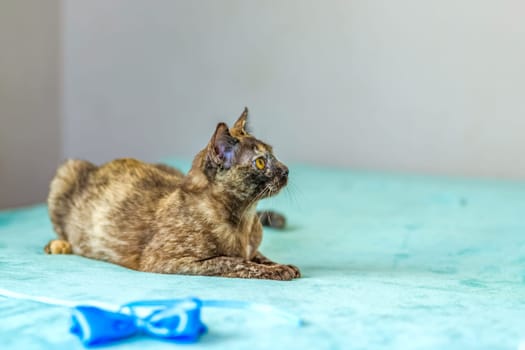 A domestic cat of Burmese breed, playful and active, in a city apartment building. Loves toys and bows. The eyes of a happy pet playing and wanting to attack. Portrait of an animal. A happy pet.