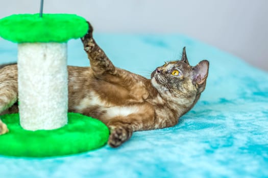 A domestic cat of Burmese breed, playful and active, in a city apartment building. Loves toys and bows. The eyes of a happy pet playing and wanting to attack. Portrait of an animal. A happy pet.