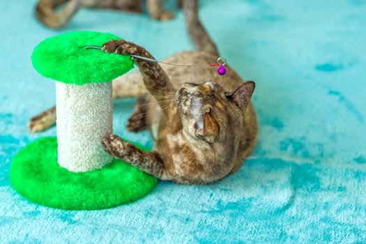 A domestic cat of Burmese breed, playful and active, in a city apartment building. Loves toys and bows. The eyes of a happy pet playing and wanting to attack. Portrait of an animal. A happy pet.