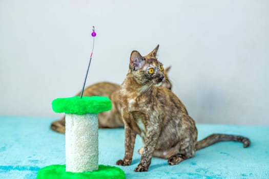 A domestic cat of Burmese breed, playful and active, in a city apartment building. Loves toys and bows. The eyes of a happy pet playing and wanting to attack. Portrait of an animal. A happy pet.