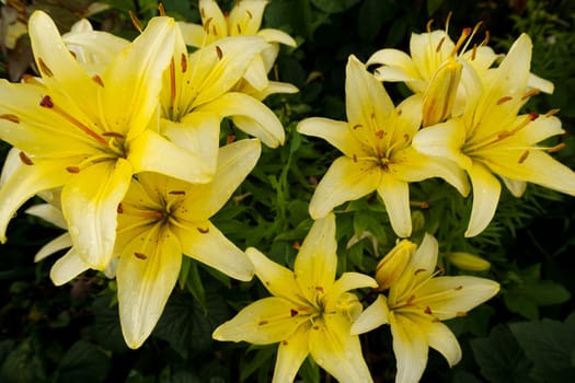 Yellow lily flowers in the garden taken close-up. High quality photo
