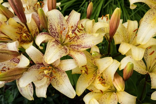 Yellow lily flowers in the garden taken close-up. High quality photo