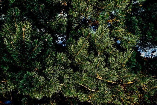 a widespread coniferous tree which has a distinctive conical shape and hanging cones,