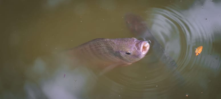A colorful fish in its natural habitat opens its mouth underwater, anticipating a meal. However, it is surprised to find a dry leaf instead. The image provides space for text.