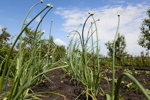 Organically grown onions with bud on a stalk of plant