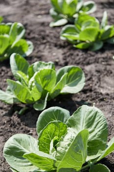 Rows of fresh cabbage plants in the garden