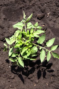 growing your tomato plants vegetables in the garden