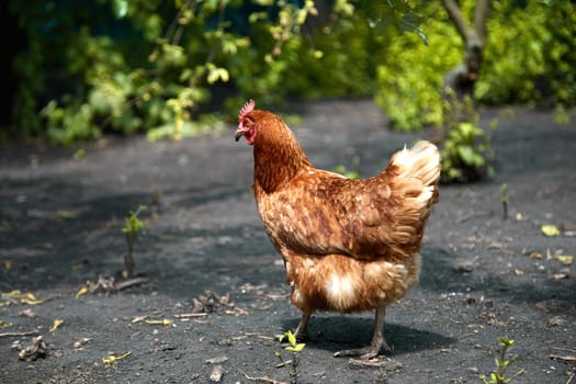 free range chicken in the summer sunny day