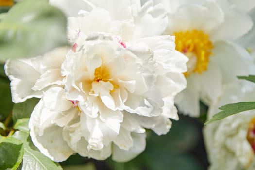 beautiful white pion in the garden in summer day