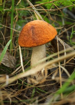 Small red-capped scaber stalk ( Leccinum aurantiacum ) growing in forest.