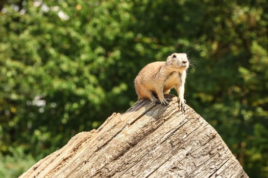 Black-tailed prairie dog (Cynomys ludovicianus) sitting on old woode log, blurred trees in back