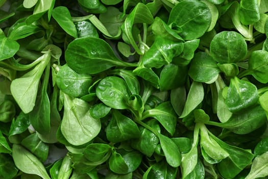 Closeup of common cornsalad ( Valerianella locusta ) wet from water,  healthy green leaves food background.