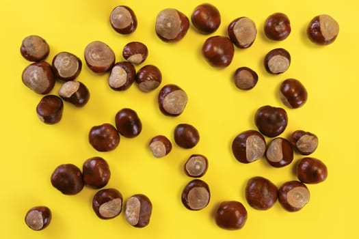 Top view, horse chestnuts (Aesculus hippocastanum) scattered on yellow board, autumn background