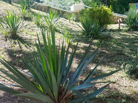 Young yucca evergreens in the park area, stairs in the background.