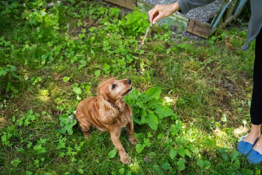 English Cocker Spaniel on the grass plays with the owner, the girl throws a wooden stick. Happy young dog